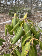 Rhododendron catawbiense