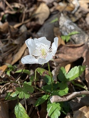 Rubus trivialis