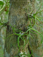 Tillandsia bulbosa