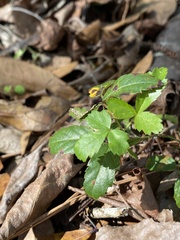 Rubus trivialis