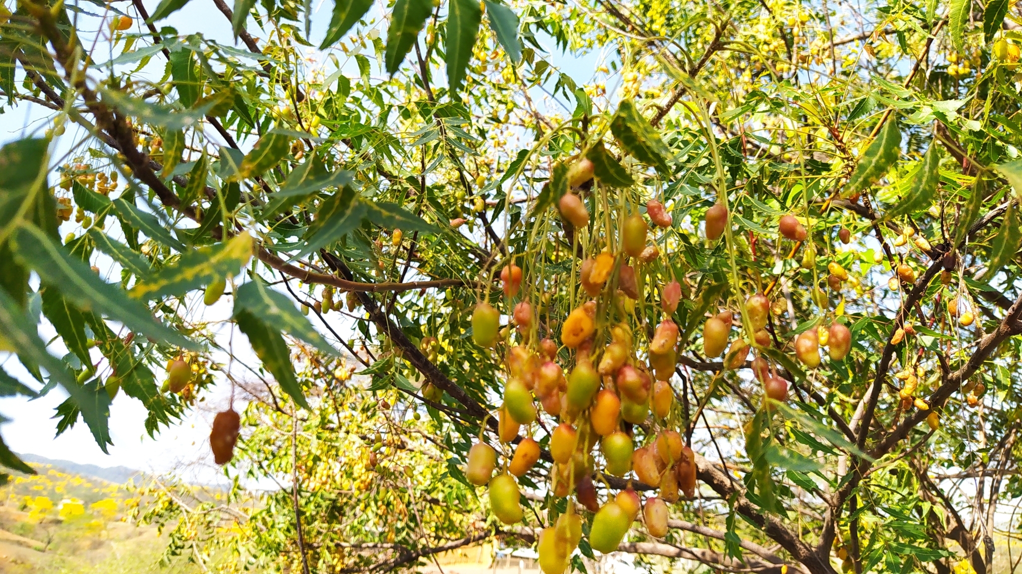 Azadirachta indica image