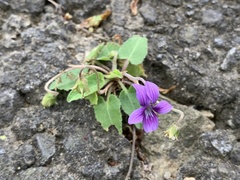 Viola confusa