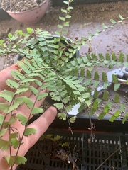 Adiantum caudatum