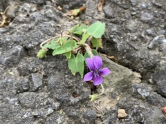 Viola confusa
