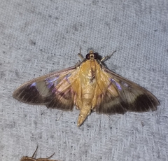 Phostria