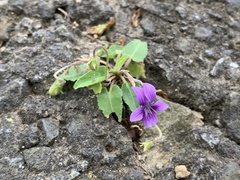 Viola confusa