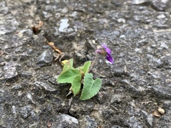 Viola confusa