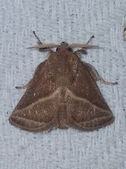 Natada fusca