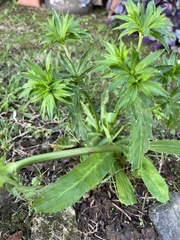 Eryngium foetidum
