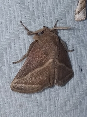 Natada fusca