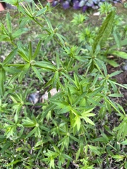 Eryngium foetidum