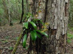 Prosthechea boothiana