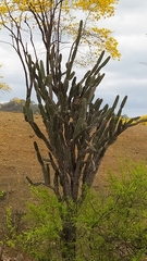 Armatocereus cartwrightianus