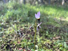 Primula clevelandii