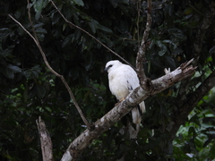 Pseudastur albicollis