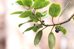 Ilex anomala