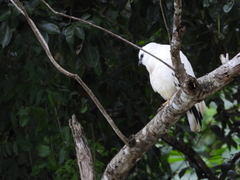 Pseudastur albicollis