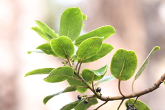 Ilex anomala