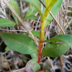 Ludwigia alata
