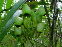 Catasetum integerrimum