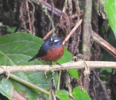 Ochthoeca cinnamomeiventris