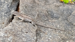 Microlophus occipitalis