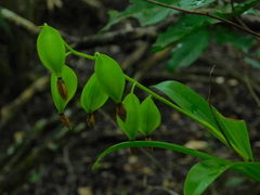 Prosthechea boothiana