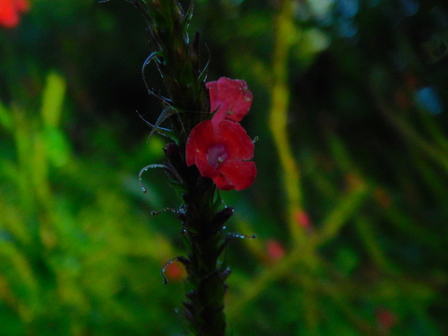 Red Porterweed (Stachytarpheta miniacea)