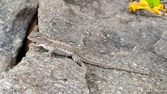 Microlophus occipitalis