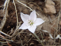 Claytonia rosea