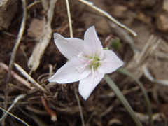 Claytonia rosea