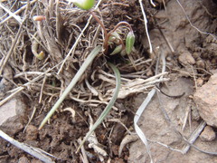 Claytonia rosea
