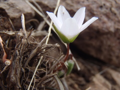 Claytonia rosea