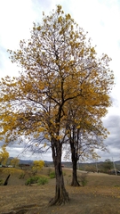 Handroanthus