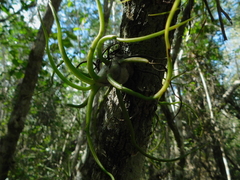 Tillandsia bulbosa