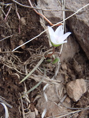 Claytonia rosea