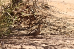 Pterocles bicinctus bicinctus