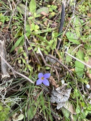 Houstonia pusilla