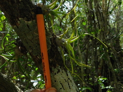 Tillandsia bulbosa
