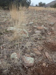 Claytonia rosea