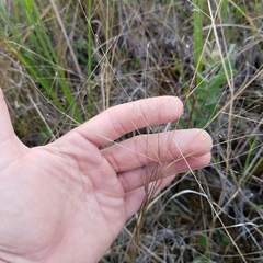 Eragrostis elliottii