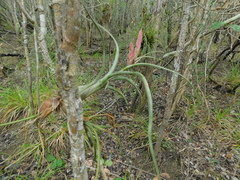 Tillandsia pseudobaileyi