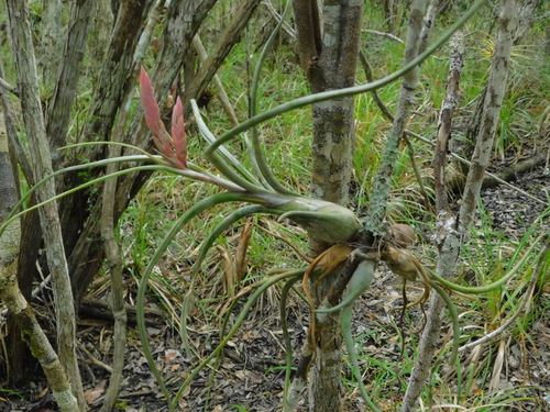 Tillandsia pseudobaileyi, photograph 1