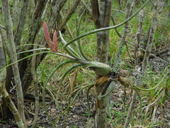 Tillandsia pseudobaileyi