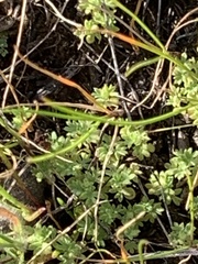 Alchemilla arvensis
