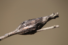 Gnorimoschema baccharisella