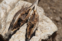 Gnorimoschema baccharisella