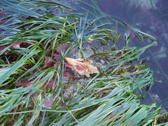 Pteropurpura