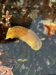 Geitodoris heathi