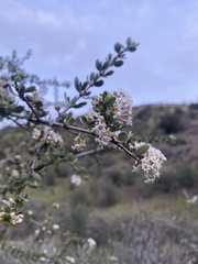 Ceanothus cuneatus cuneatus